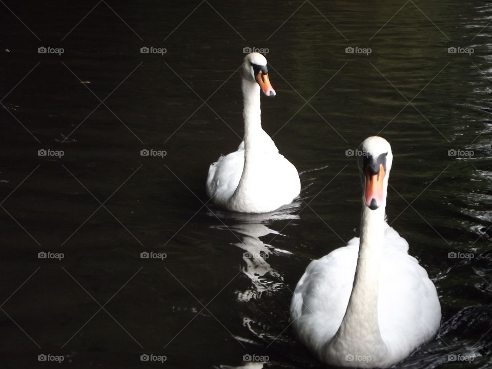 Graceful Swans