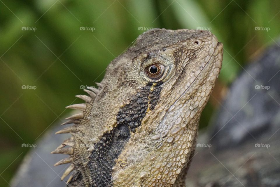 Lizard close up