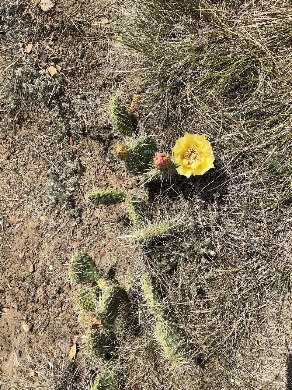 Blooming Cactus in the Badlands 