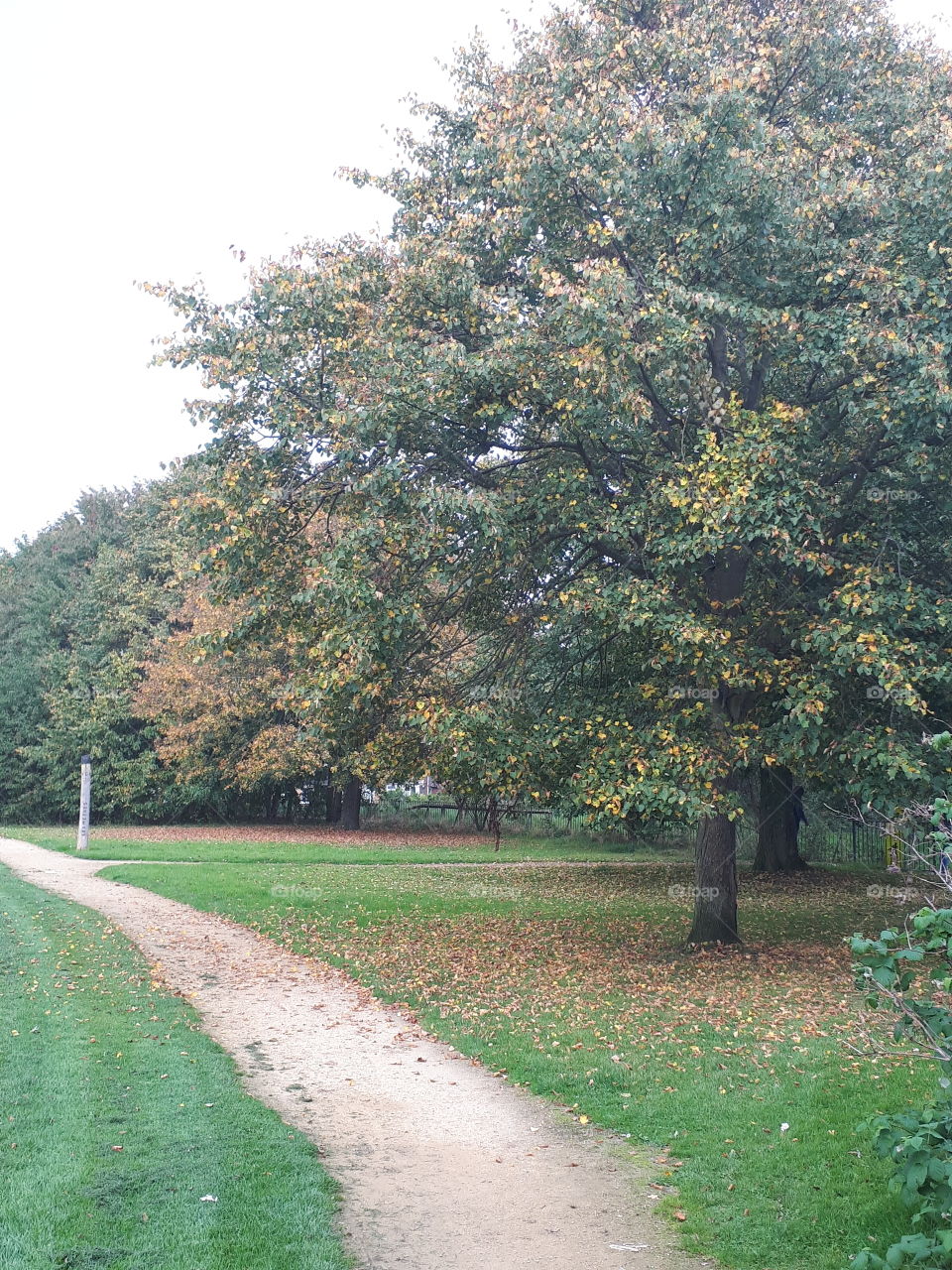 No Person, Tree, Leaf, Road, Landscape