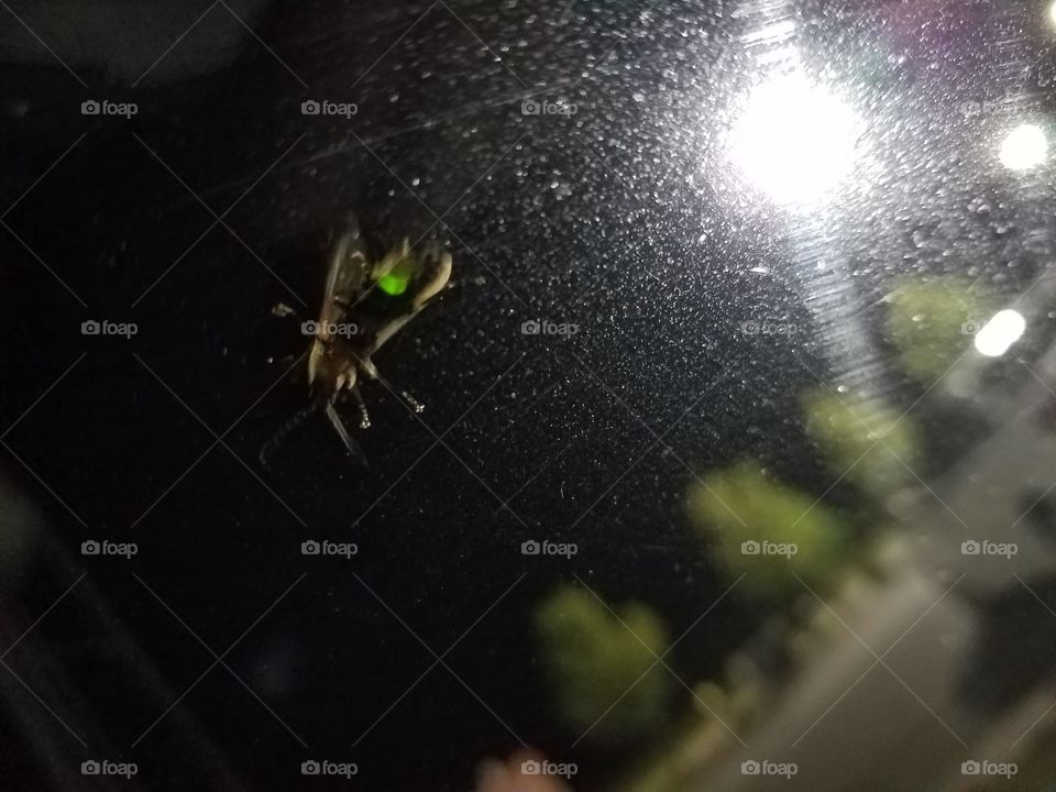 lightning bug on a windshield