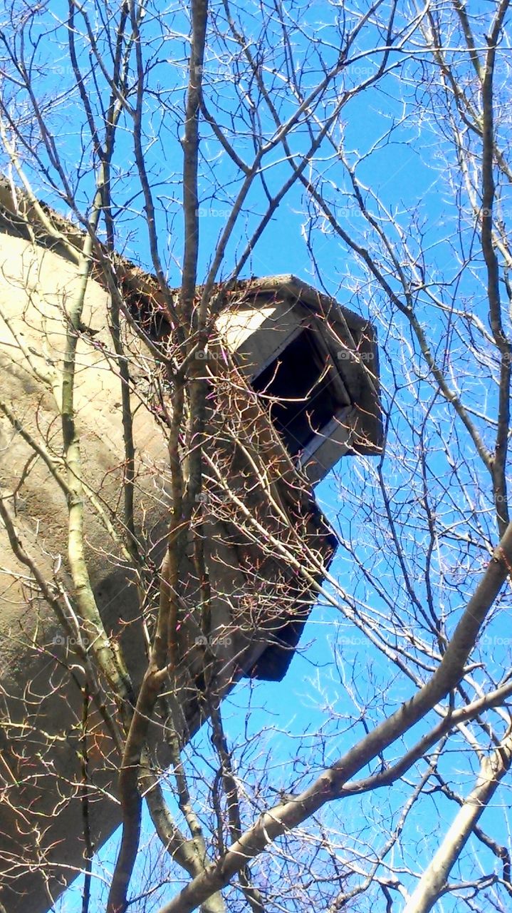 Bird, No Person, Tree, Winter, Nest