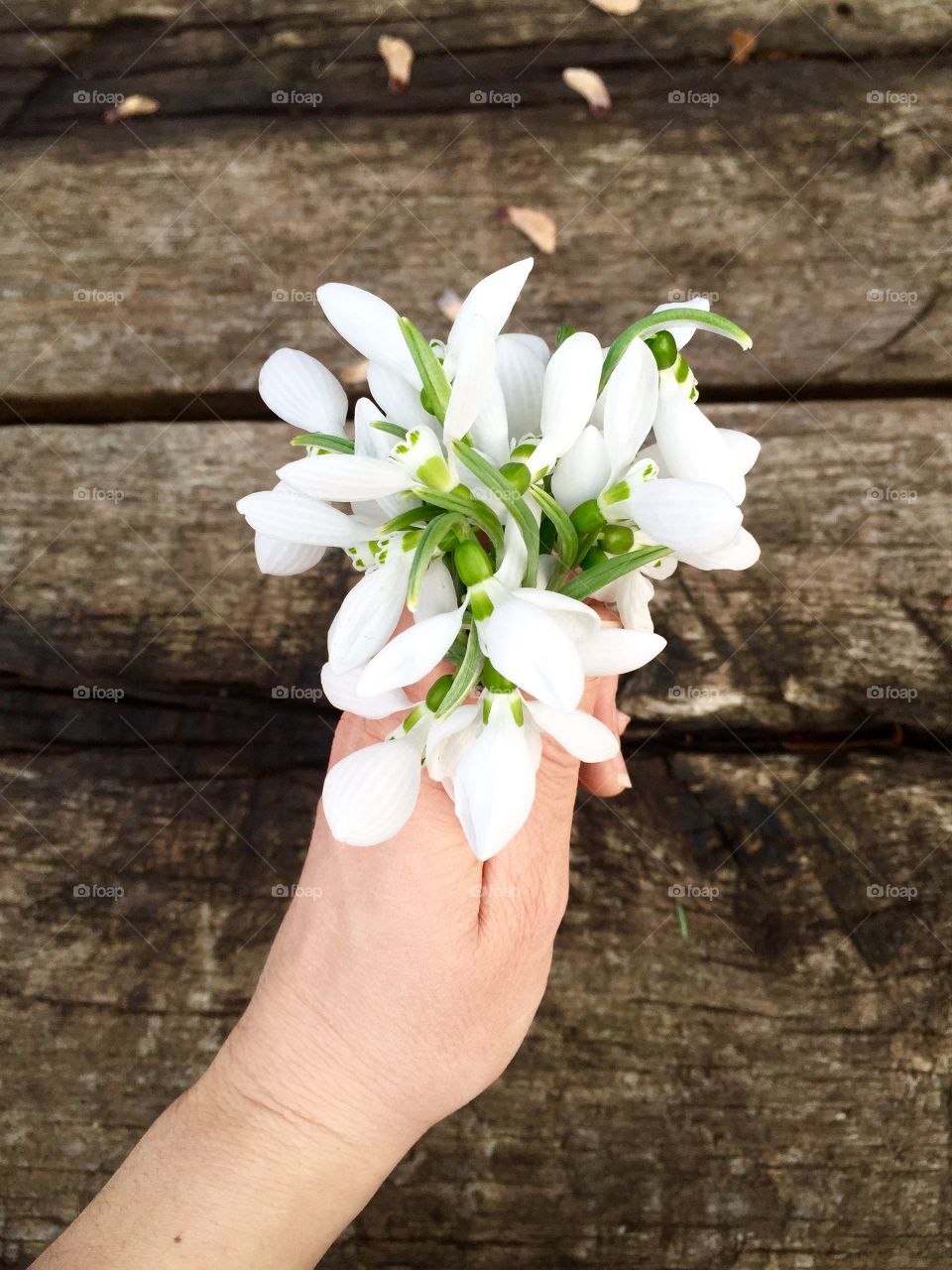 Person 's hand holding snowdrop flowers