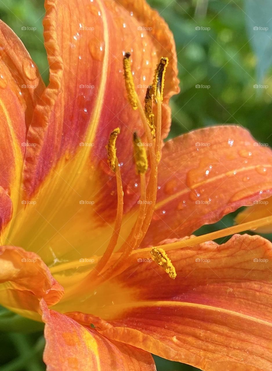 Beautiful orange lily with rain drops on it