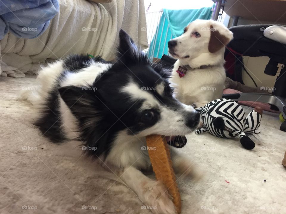Pixie chewing on a bone with Maggie Mae in the background.