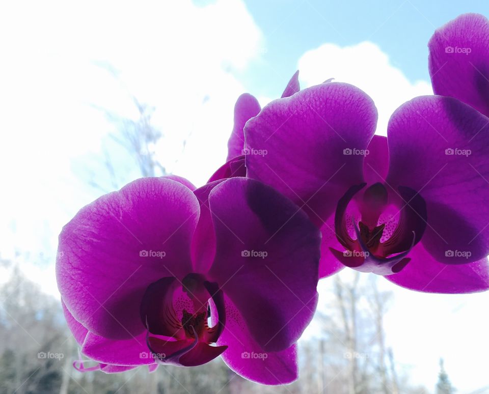 Vibrant purple petals 