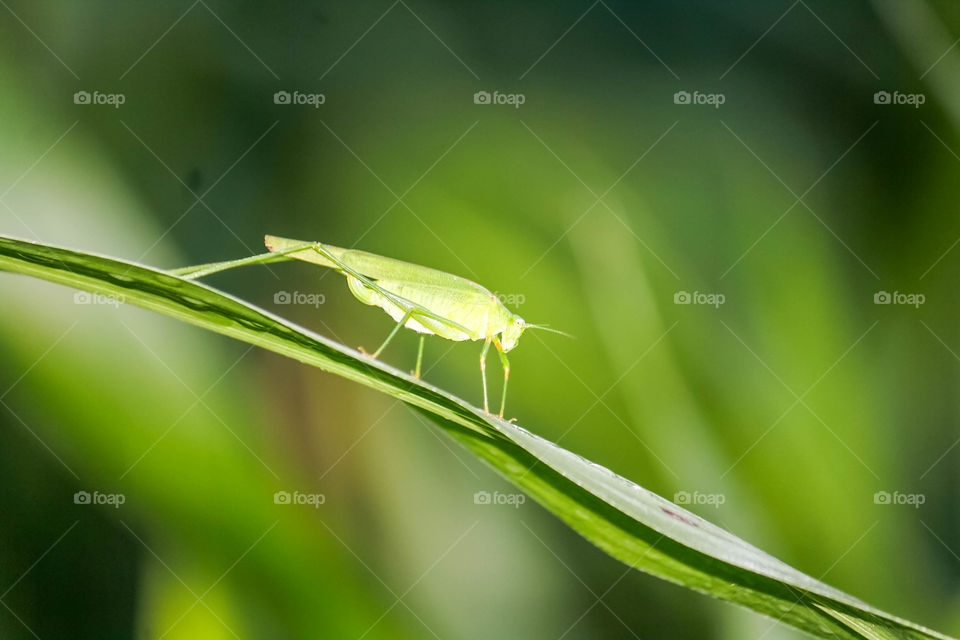 Grasshopper