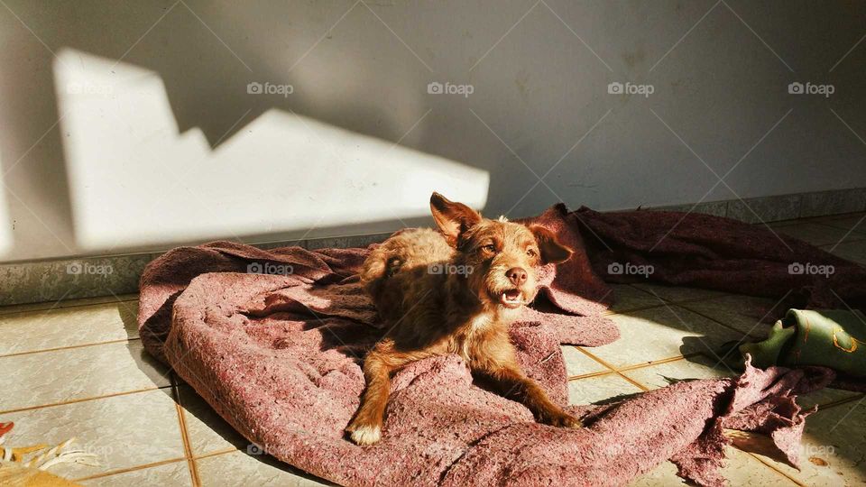 Beautiful and ugly brown small dog sun bathing in a comfortable blanket. Morning sun rays. Cute Dog.