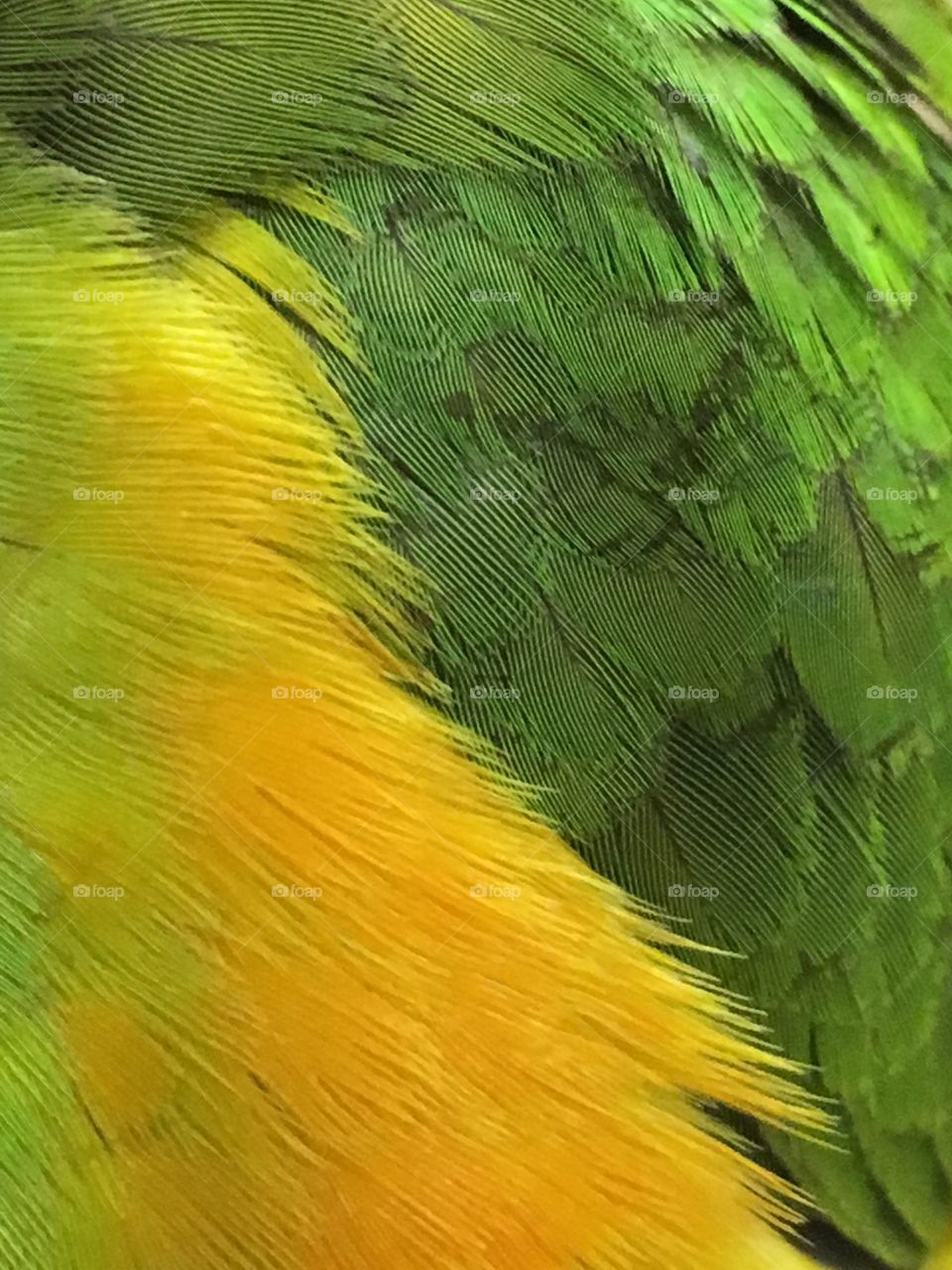 Senegal parrot feathers 
