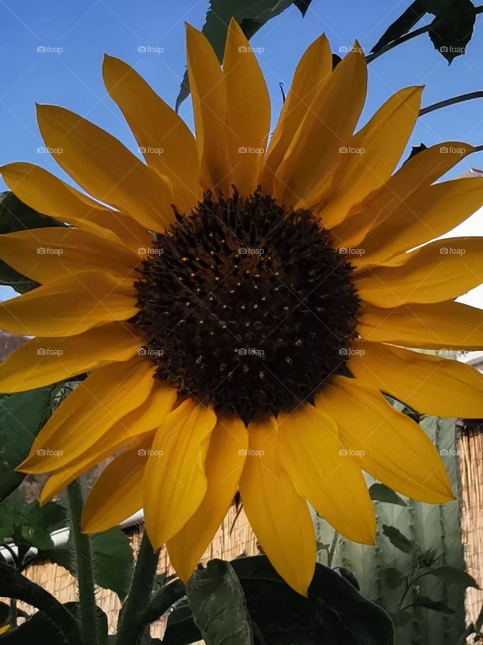 girasol mirando hacia el Sol ese color amarillo intenso e inmenso,
