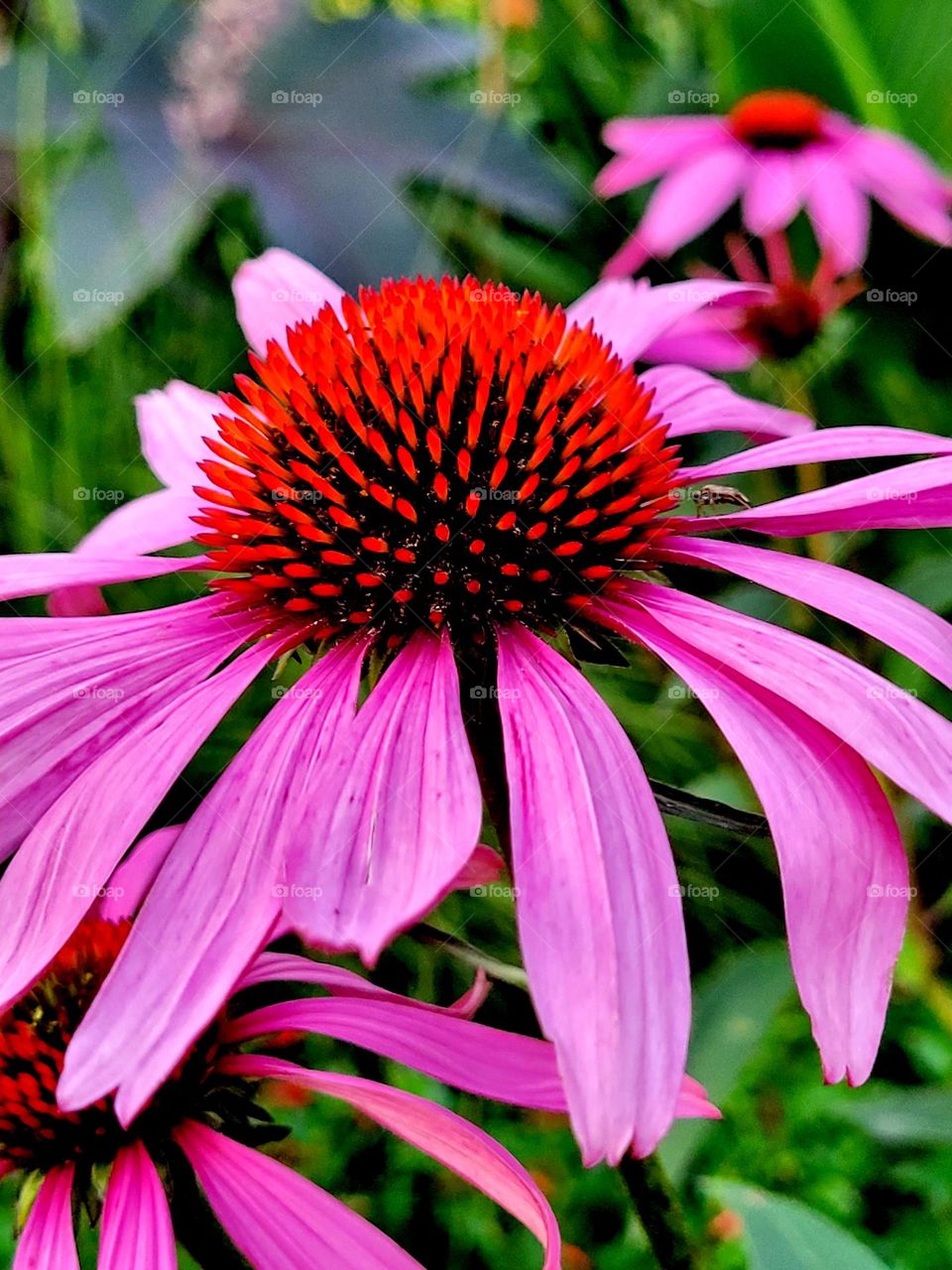 pink flower and a insect feeding on it