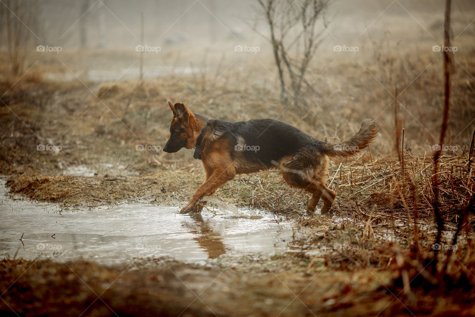 German shepherd young male dog walking outdoor at spring day