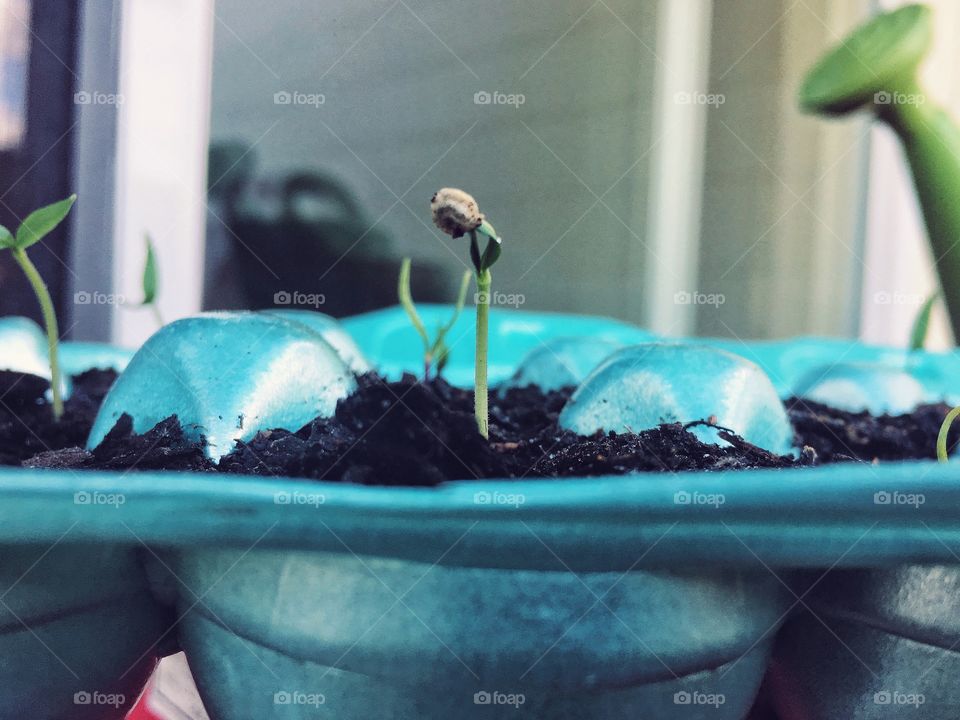 Little sprout coming out of its shell to say hello to the world 