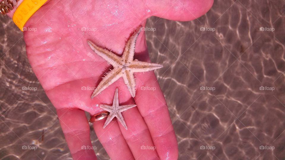 Starfish, Echinoderm, No Person, Christmas, Beach