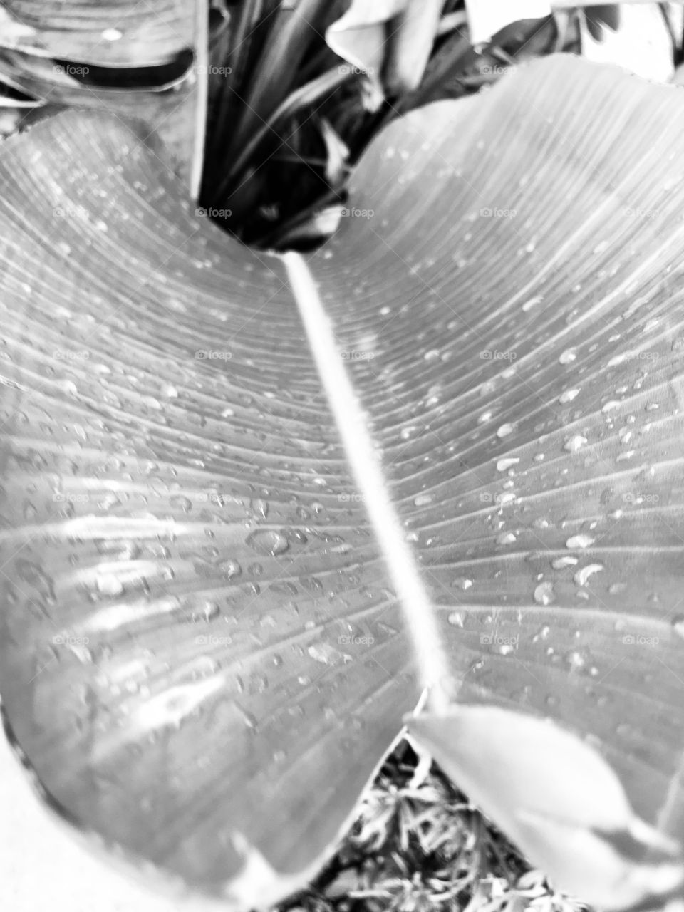Bird of paradise leaf in black and white 