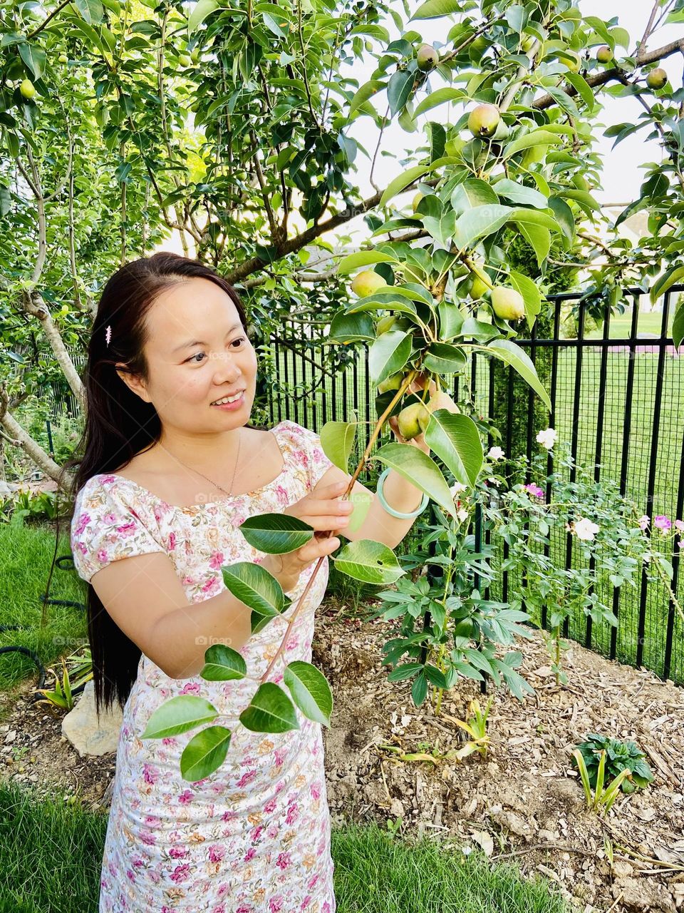 Picking pears 