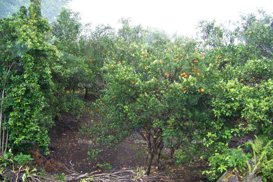 fruit trees