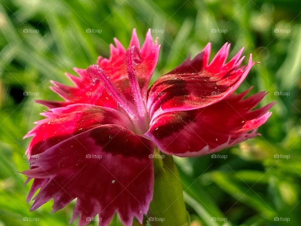 Red flower in a garden 