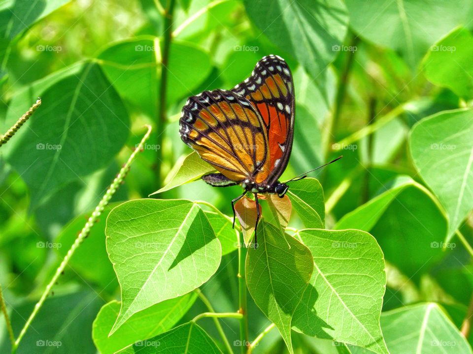 orange color monarch butterfly outdoors