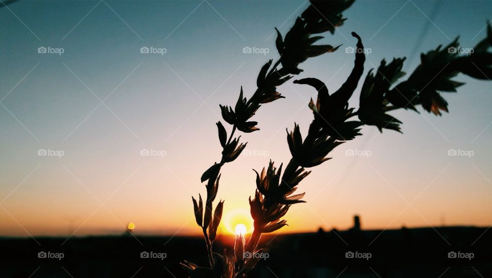 Image of nature and sunset