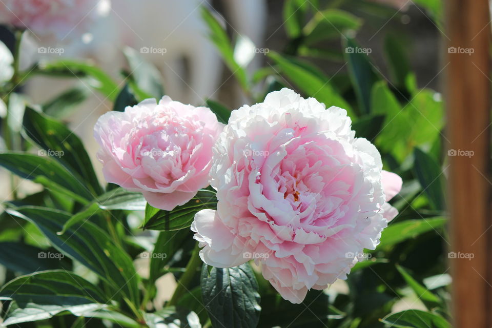 peonies