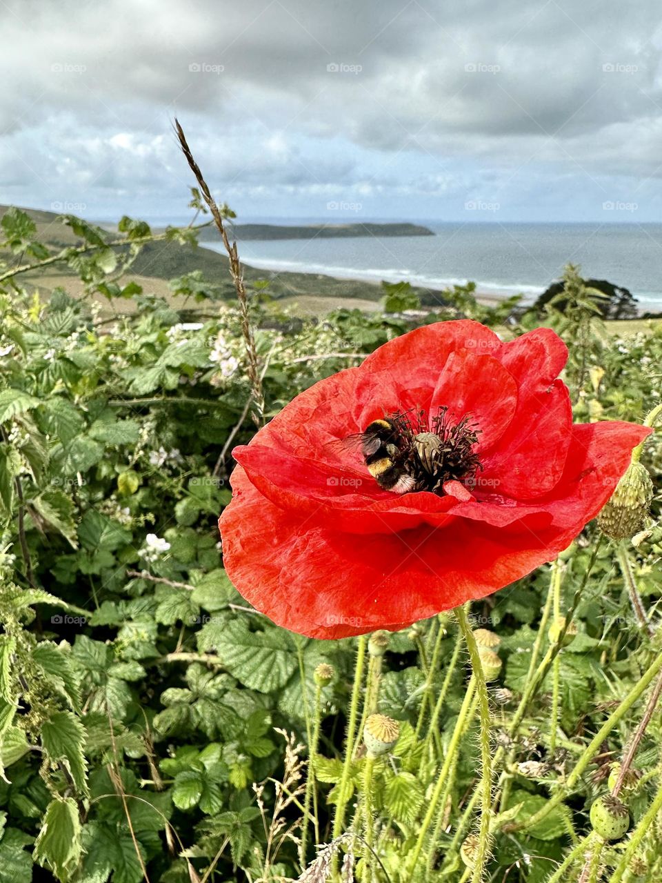 Poppy by the coast