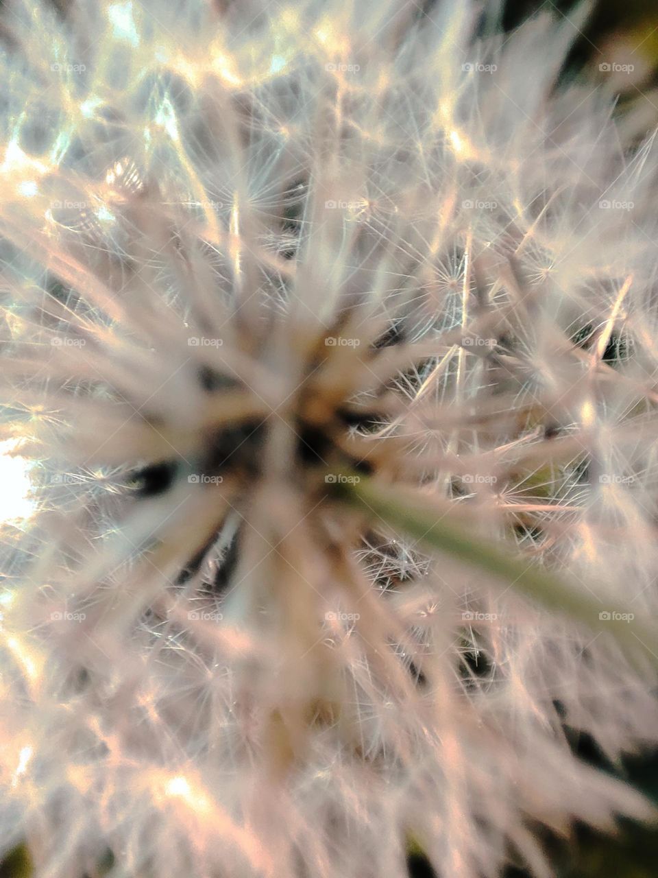 Close up dandelion