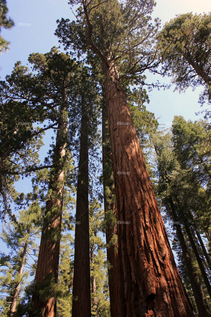 Giant sequoias 