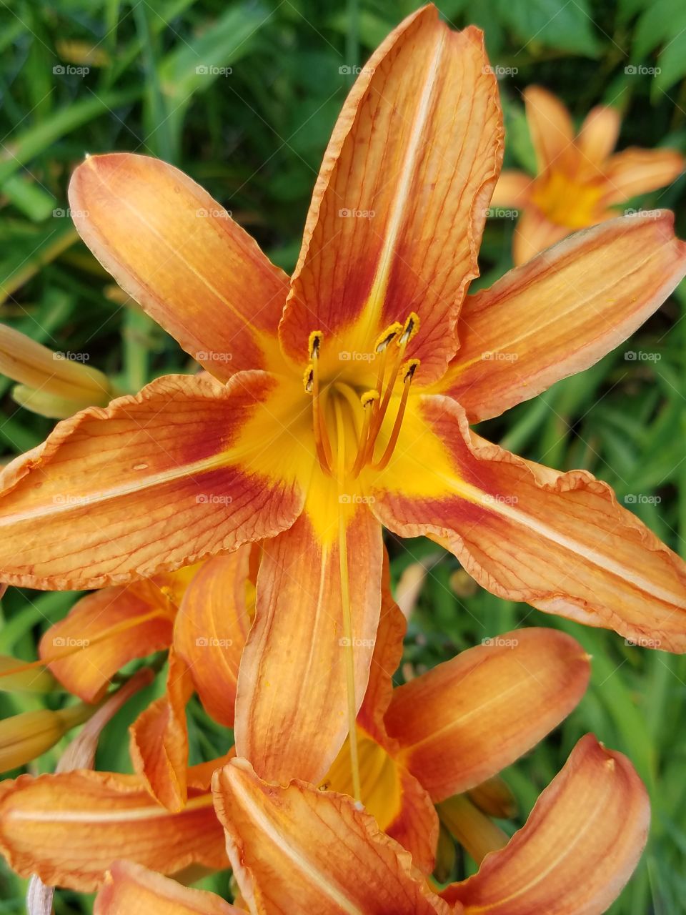 Close-up of day lily flower