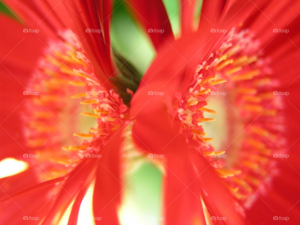 conjoined daisies