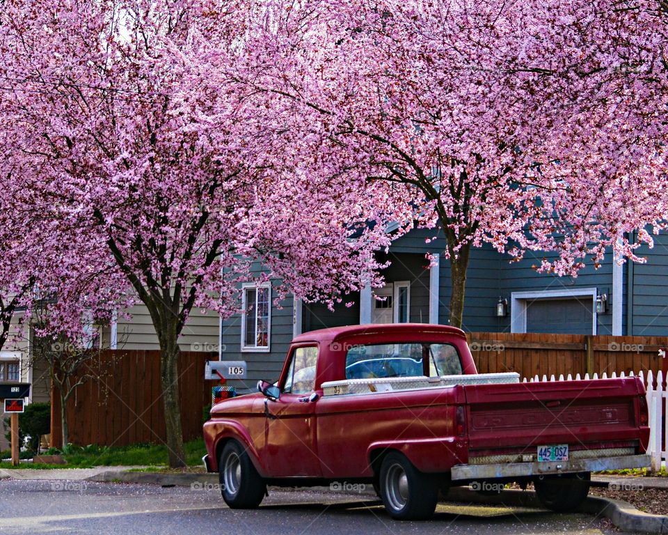 Pickup at 105. Walking through Gresham, there is a street completely lined with cherry blossom trees. The pickup was a little something extra!