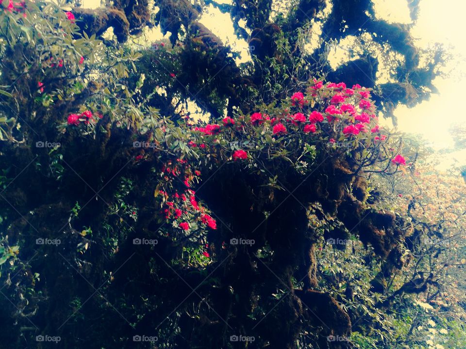 Red flower, rododendron, at Doi Inthanon, Thailand.