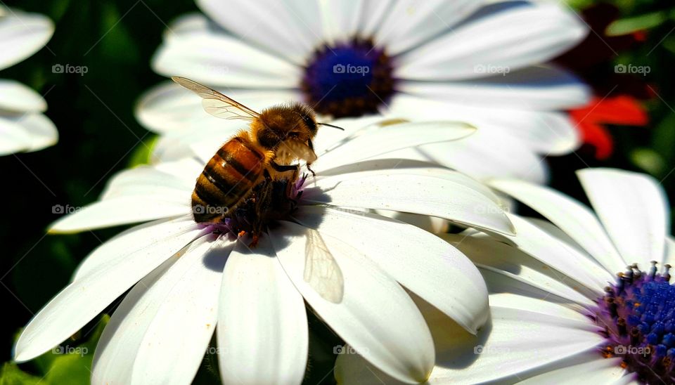 bee collecting pollen on a white flower