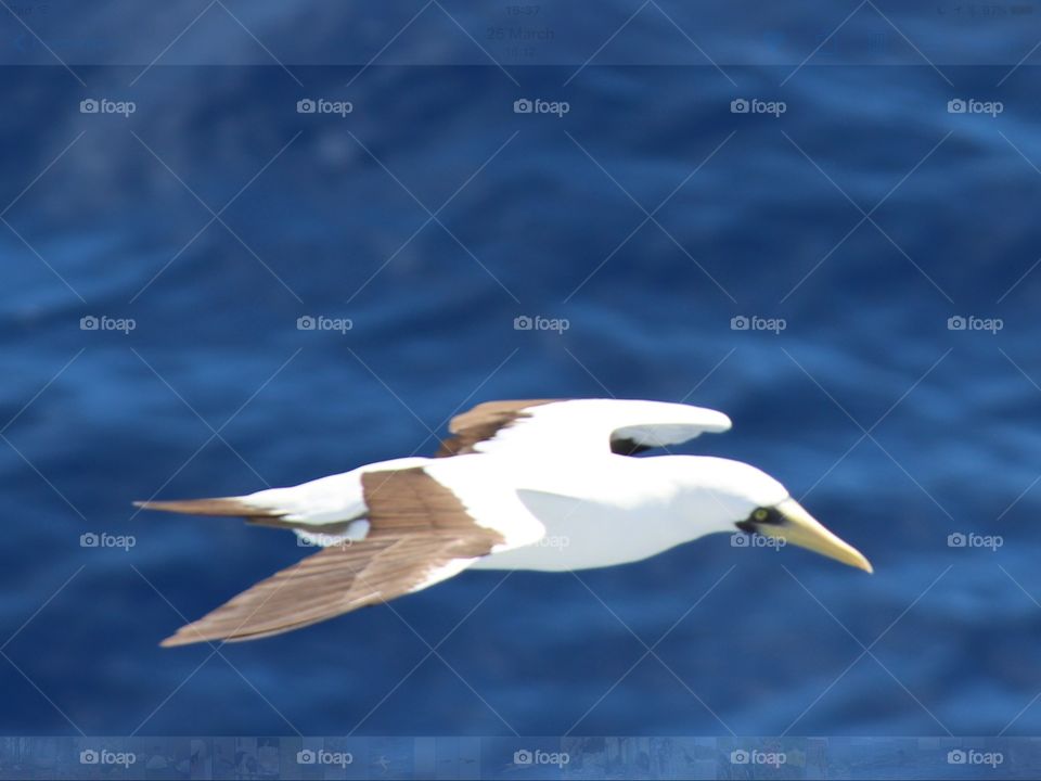 See bird in flight over the Caribbean Sea