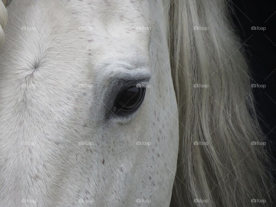 Close-up of white horse eye