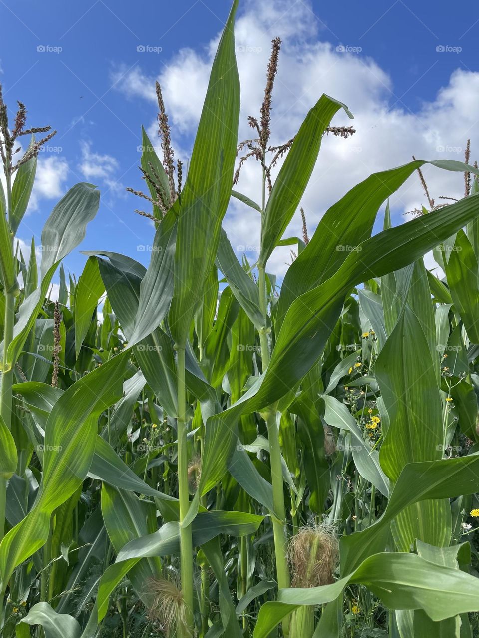 Farm Crop but what is it ?