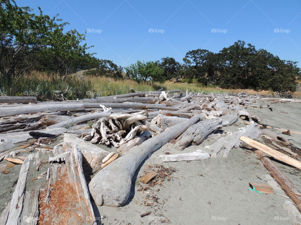 Driftwood