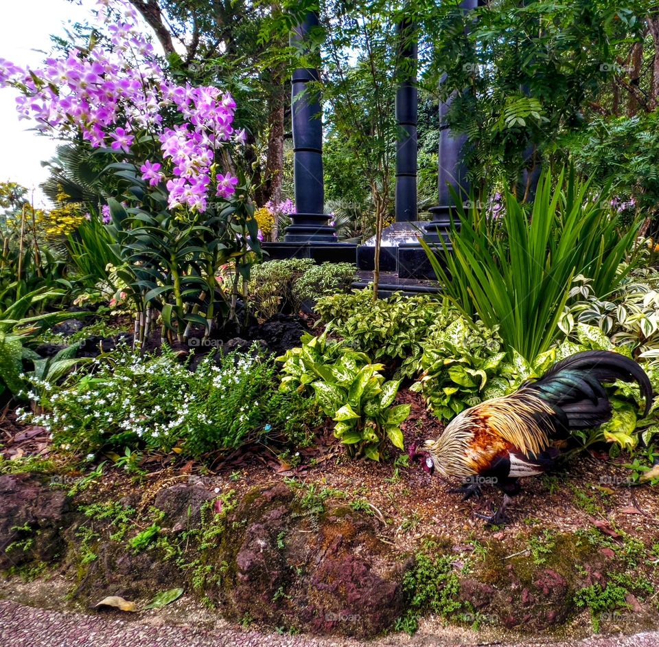 Wild rooster roaming around botanic garden in Singapore with orchid and green plants.