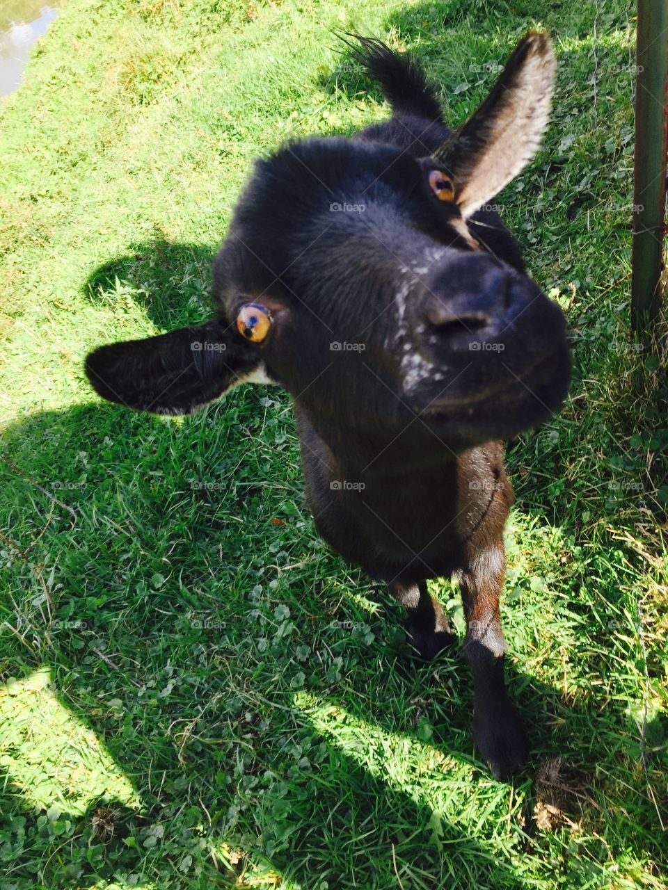 Happy goat 