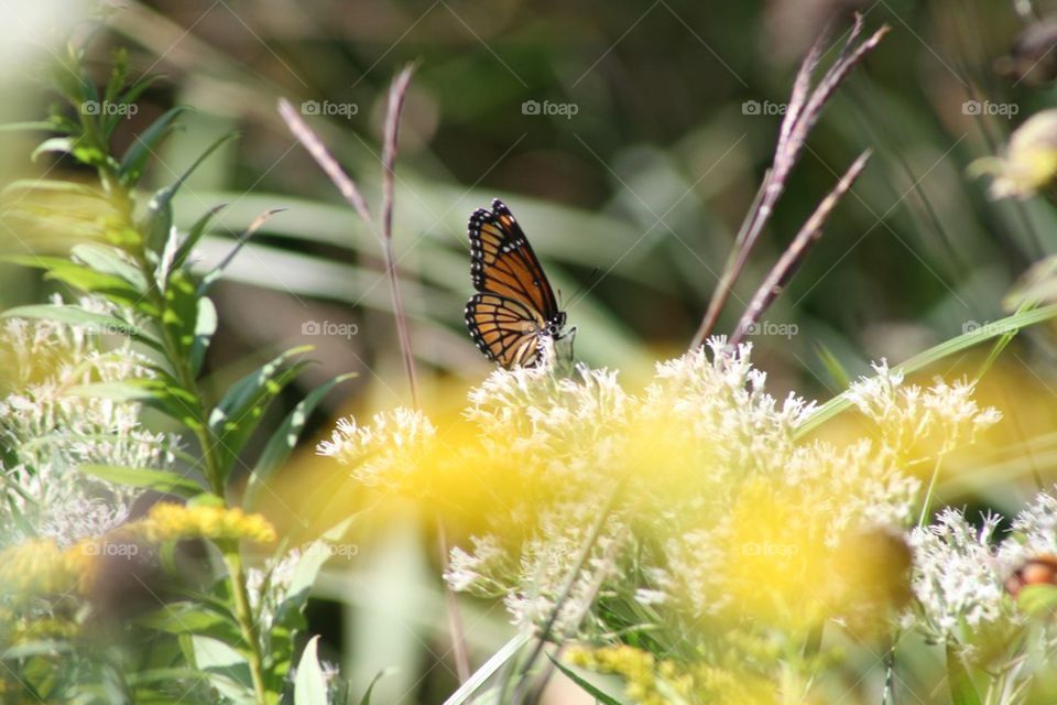 Monarch Butterfly