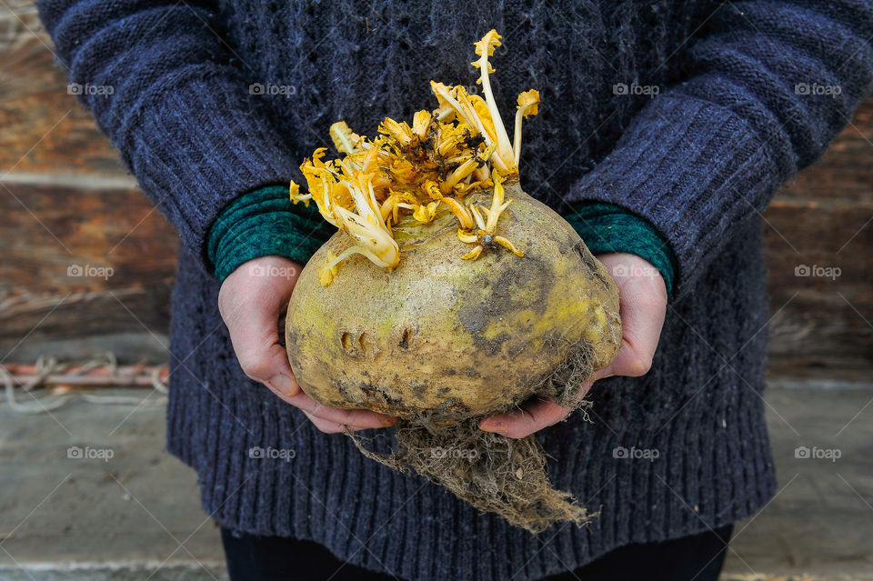 Close-up of hands holding beetroot