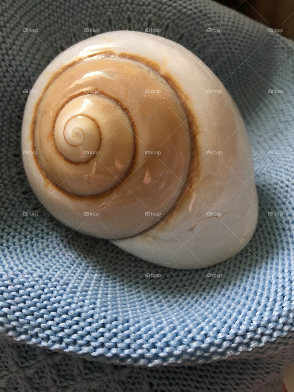 Sea shell