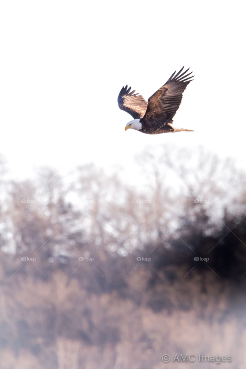 Bald Eagle flying in Wisconsin