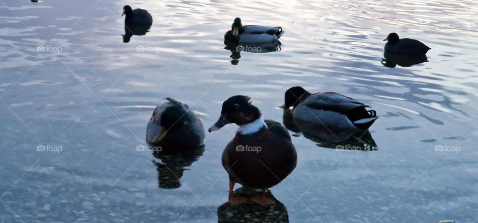 Ducks searching for food in lake during cold winter day