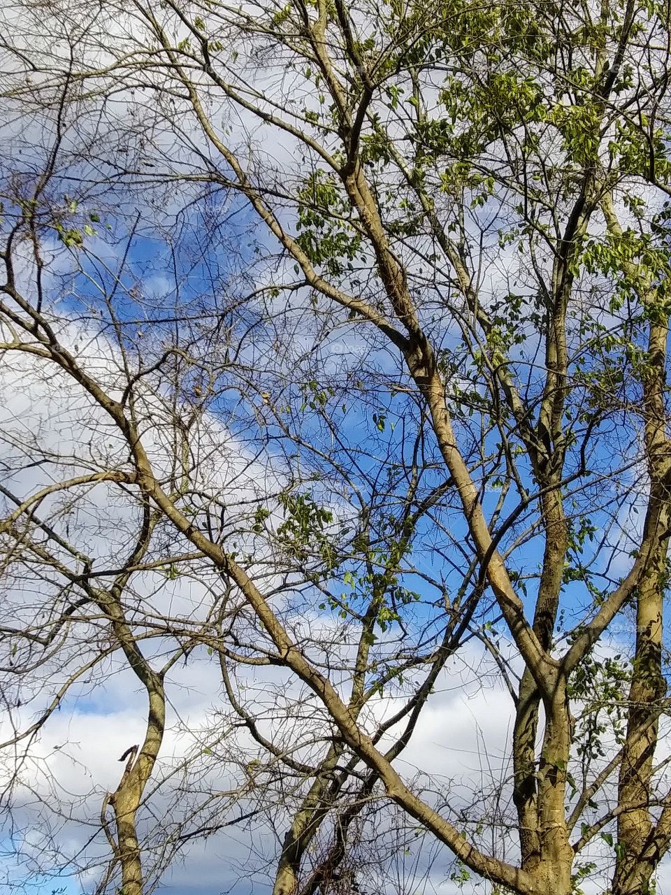cloudy sky and branches