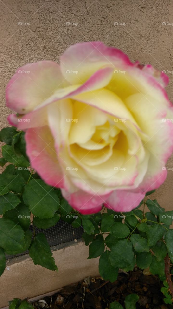 sweet rose