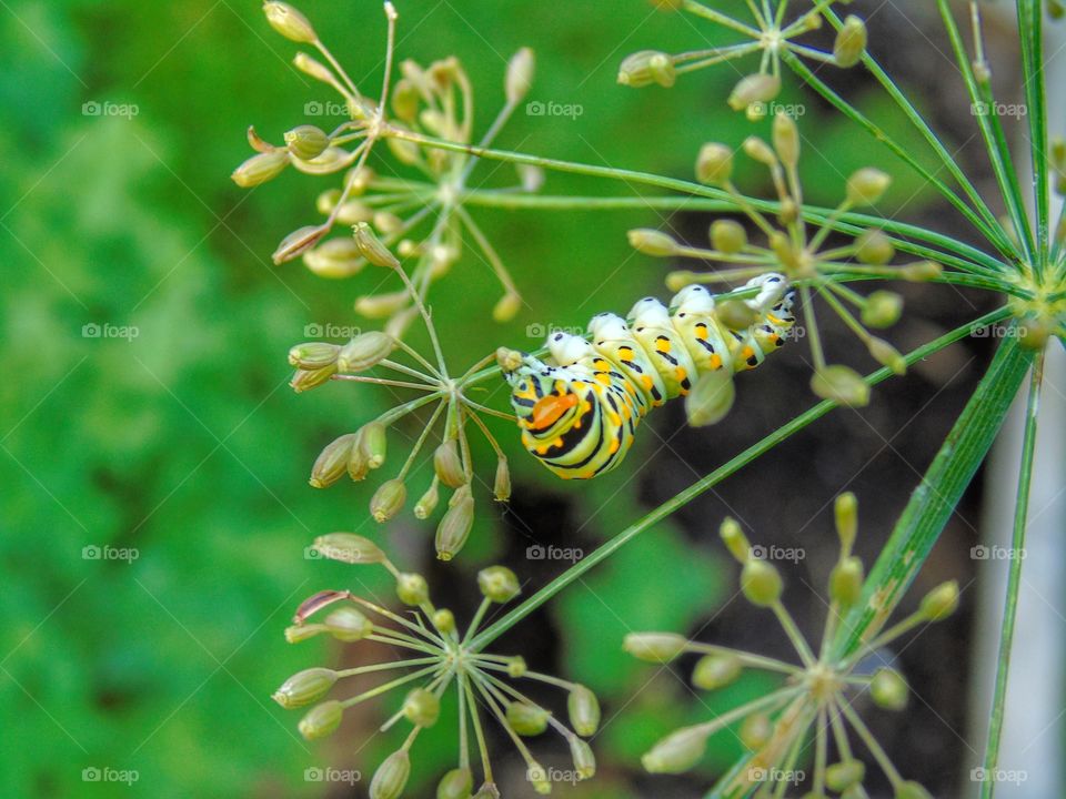 Caterpillar on flower