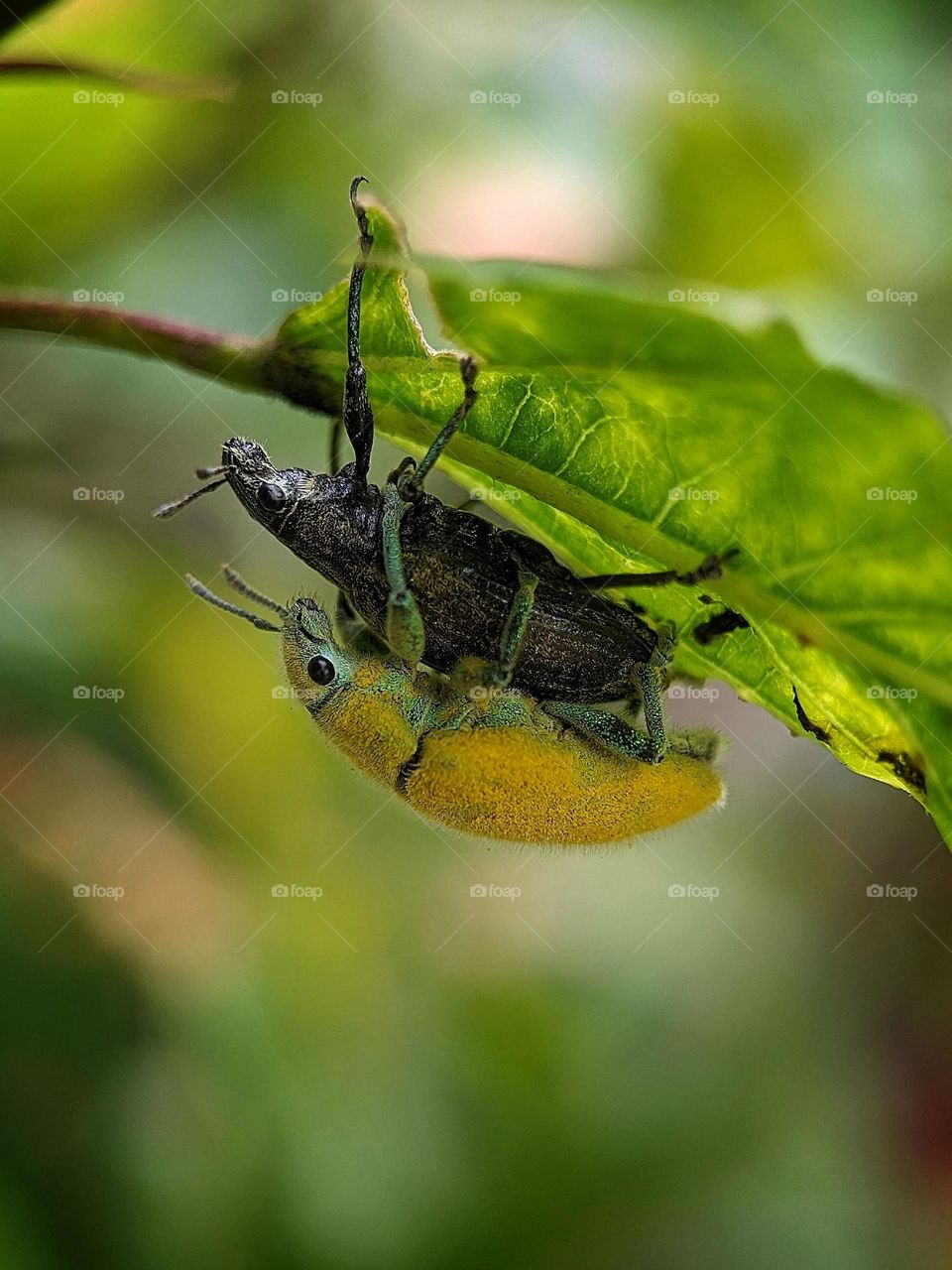 Mating weevil