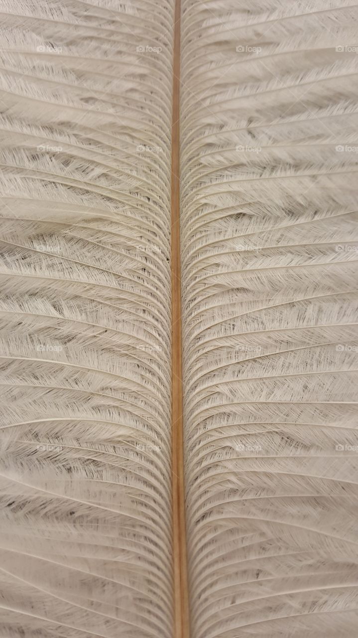 feather