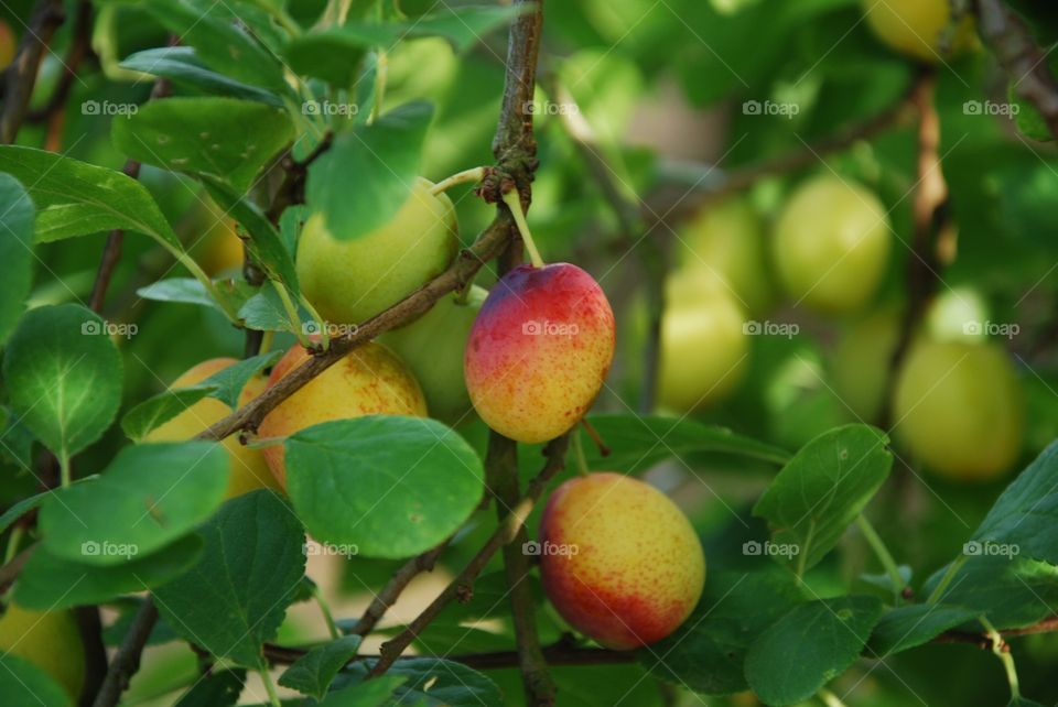 Plum in a tree